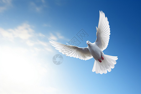 空中飞行的白色鸽子高清图片