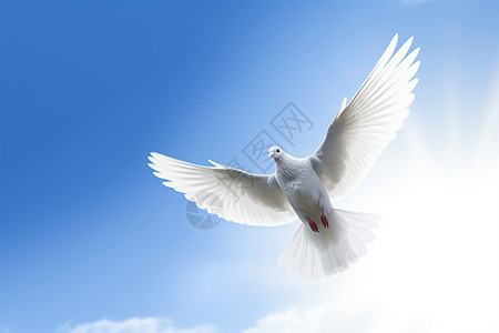 飞翔中的白鸽特写背景图片