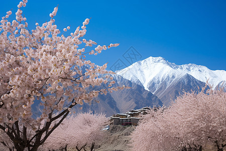 雪山下绽放的樱花树图片