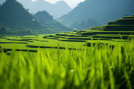 青山绿水的龙脊稻田图片