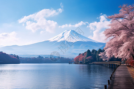 春季富士山下盛开的樱花背景图片