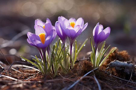 春季绽放的紫色雪莲花图片