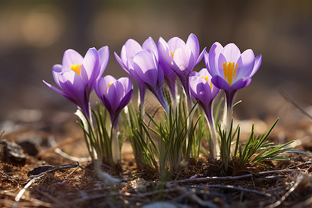 春季土壤中生长的雪莲花图片