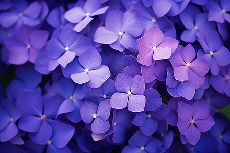 紫色绣球花细节图片