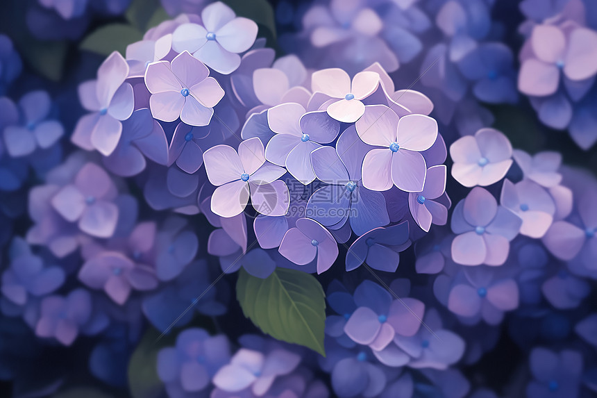 紫色绣球花的手绘插画图片