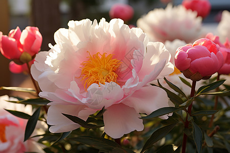 阳光花园淡粉色牡丹花的特写镜头背景