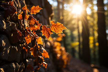 金黄色的秋季森林景观图片