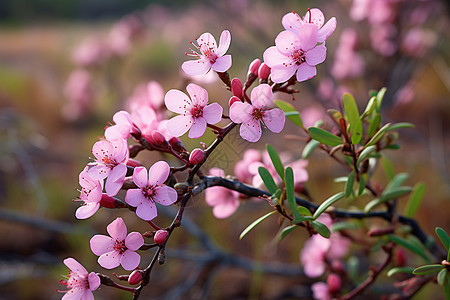 春季花园中绽放的美丽樱花图片