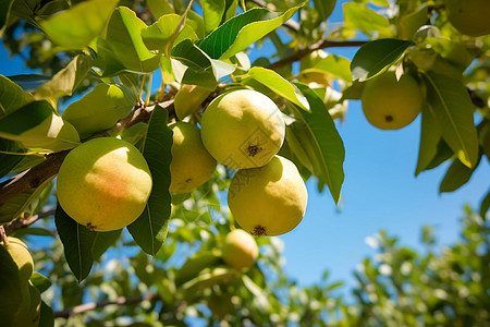果园中成熟的梨子图片