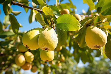 农业种植的梨子果园图片