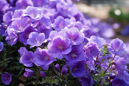 美丽的紫色花海图片