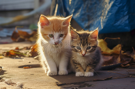 可爱的小猫咪图片