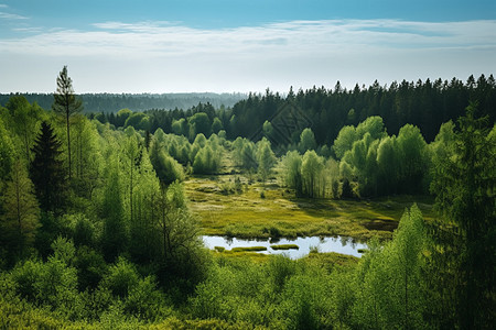 森林中的池塘和树木图片