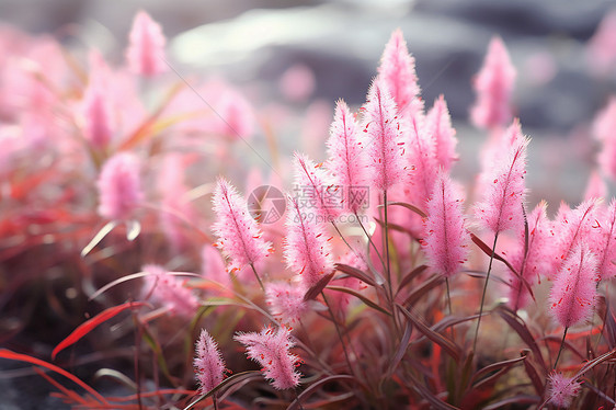 粉色花朵中的近景图片