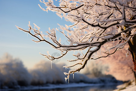 冰雪漫天的冬日枝头背景图片