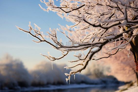 冰雪漫天的冬日枝头图片