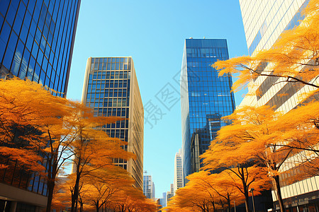 金秋时节的现代化都市高楼大厦背景图片