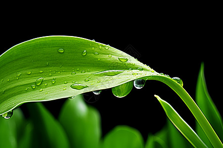 室内绿叶生的水滴背景图片