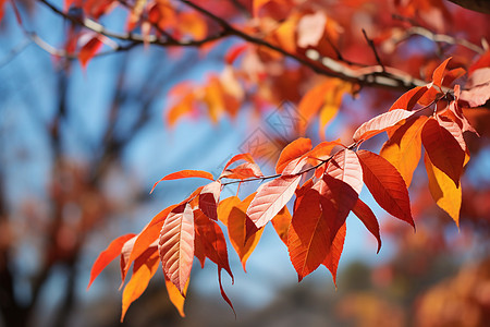 美丽的秋季枫叶景观图片