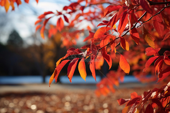 秋季公园枫叶的美丽景观图片