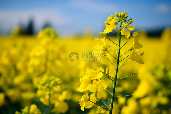 美丽的油菜花图片