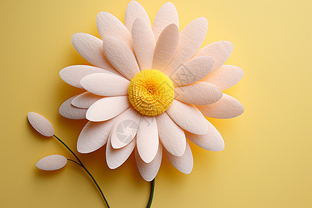 清新的毛绒雏菊小花背景图片
