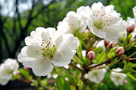 树枝上的白花图片