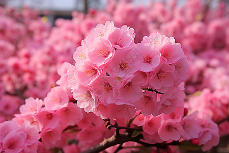 公园里面盛开的粉色樱花图片