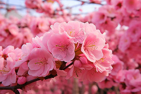 户外盛开的粉色花朵图片