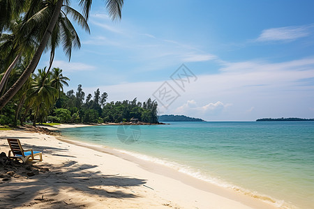 沙滩上面的棕榈树图片