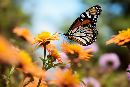 黄花上的蝴蝶背景图片