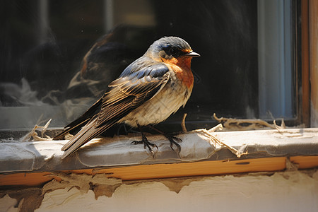 窗户边栖息的小鸟图片