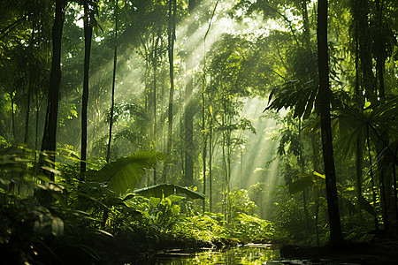 热带丛林中的河流图片