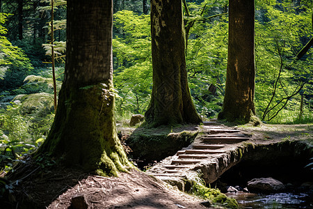 森林桥与流水图片