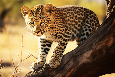 野生美洲豹背景图片