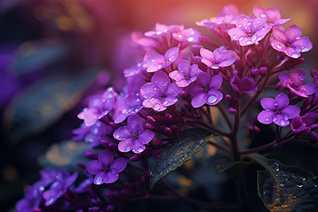 紫色花朵上的水滴图片