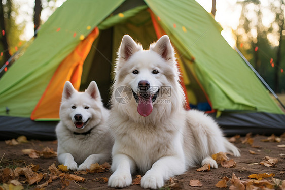 森林中两只白色的狗躺在帐篷前图片