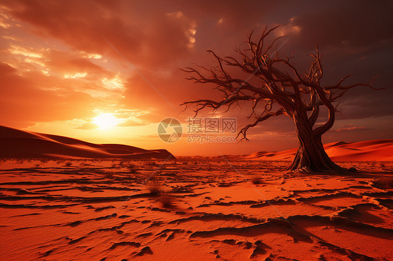 黄昏下沙漠中孤独的大树图片