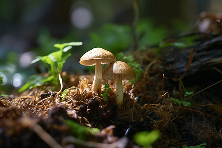 森林背景泥土地里冒出的蘑菇背景