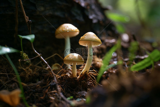 地上生长的小蘑菇图片