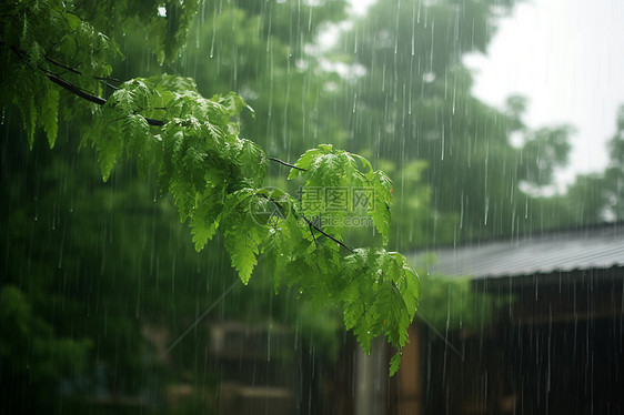 绿树倾泻的夏雨图片