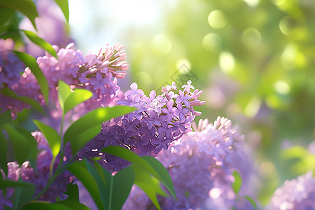 自然之美的紫丁香图片