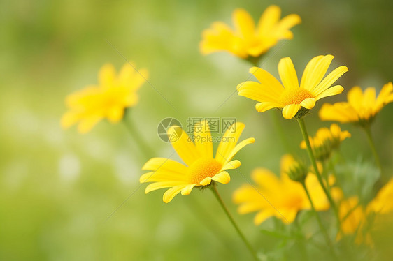 美丽的小黄花图片