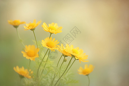 高雅黄色菊花黄色菊花盛开背景