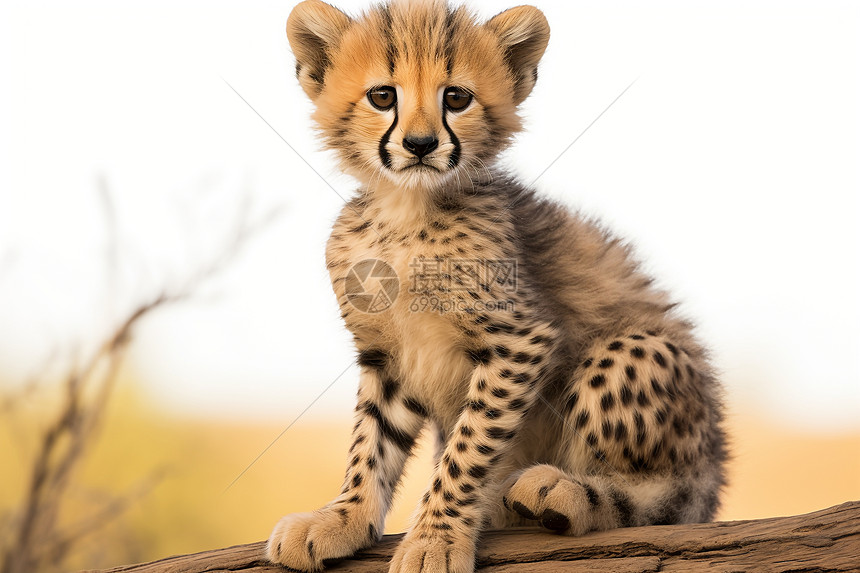 可爱的猎豹宝宝图片