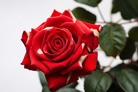 浪漫美丽的玫瑰图片