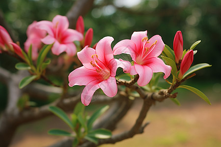 树枝上美丽的粉花背景图片