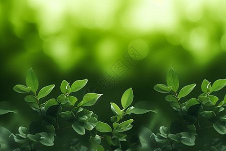 植物的绿叶图片