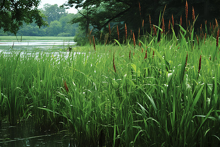 湿地草坪图片