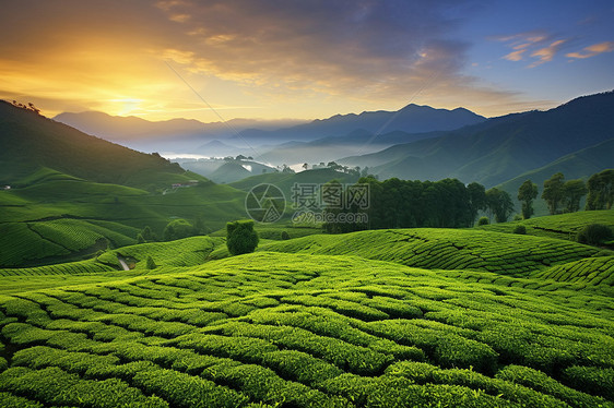 日出田野的美丽风景图片